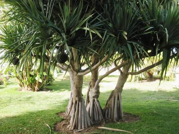 Screwpine Tree: Complete Guide to Benefits, Uses & Care