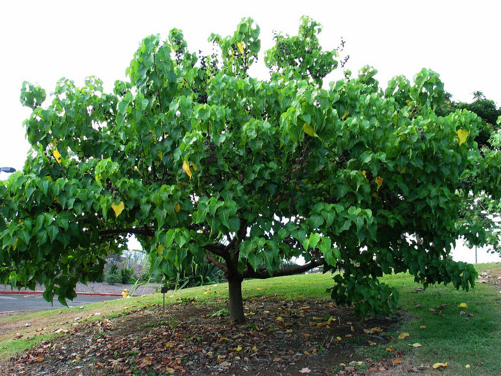 Seaside Mahoe Tree: The Ultimate Guide to This Coastal Marvel and Its Eco-Friendly Benefits