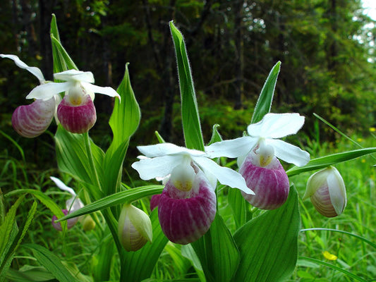 Lady’s Slipper Tree: The Enchanting Beauty and Unique Care Tips for This Rare Botanical Marvel