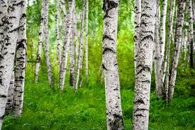Silver Birch Tree: Unveiling the Enchantment and Benefits of Nature's Graceful Wonder