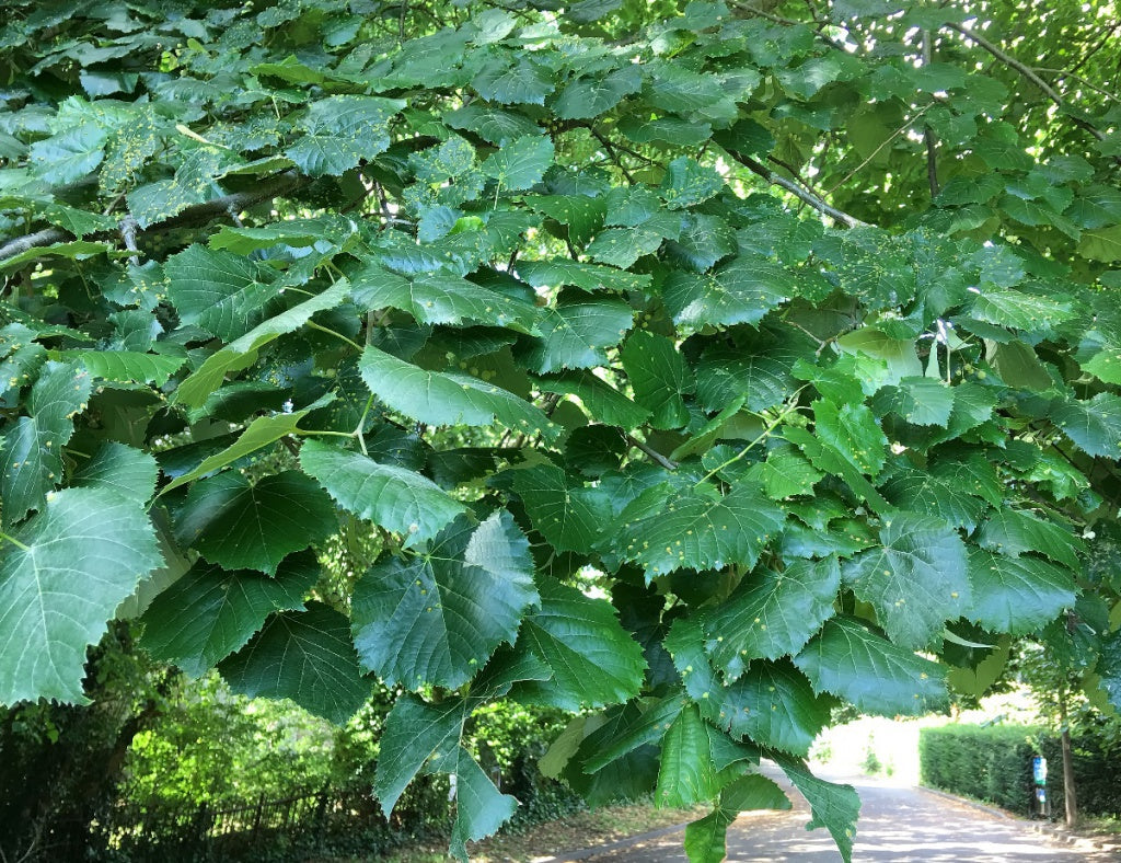 Silver Lime Tree: The Ultimate Guide to Growing, Caring for, and Enjoying This Stunning Tree