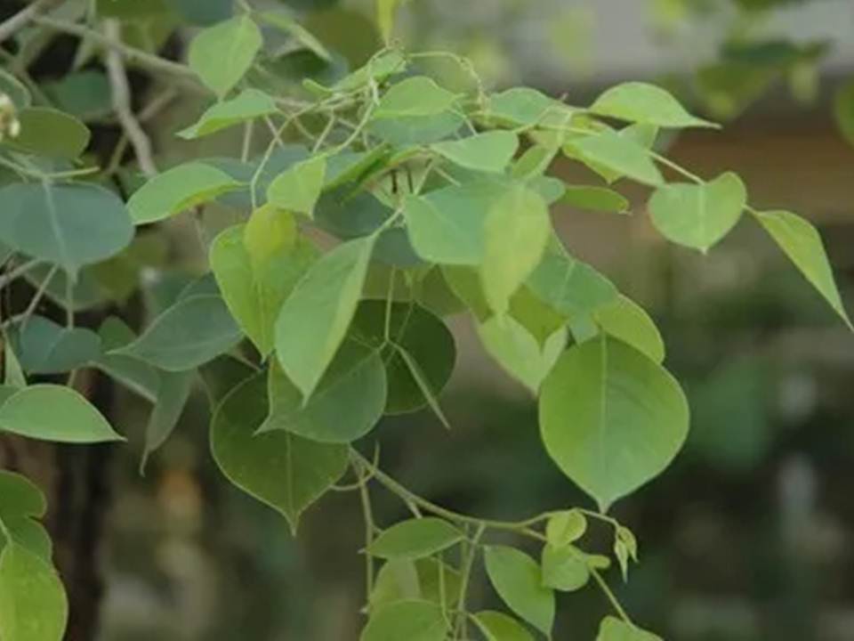 Sissoo Tree: The Ultimate Guide to Its Benefits, Care, and Environmental Impact