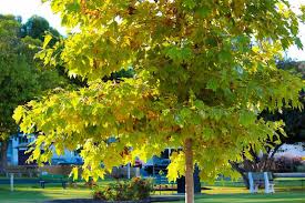 Sycamore Tree: The Majestic Giant of Nature's Landscape and Its Surprising Benefits