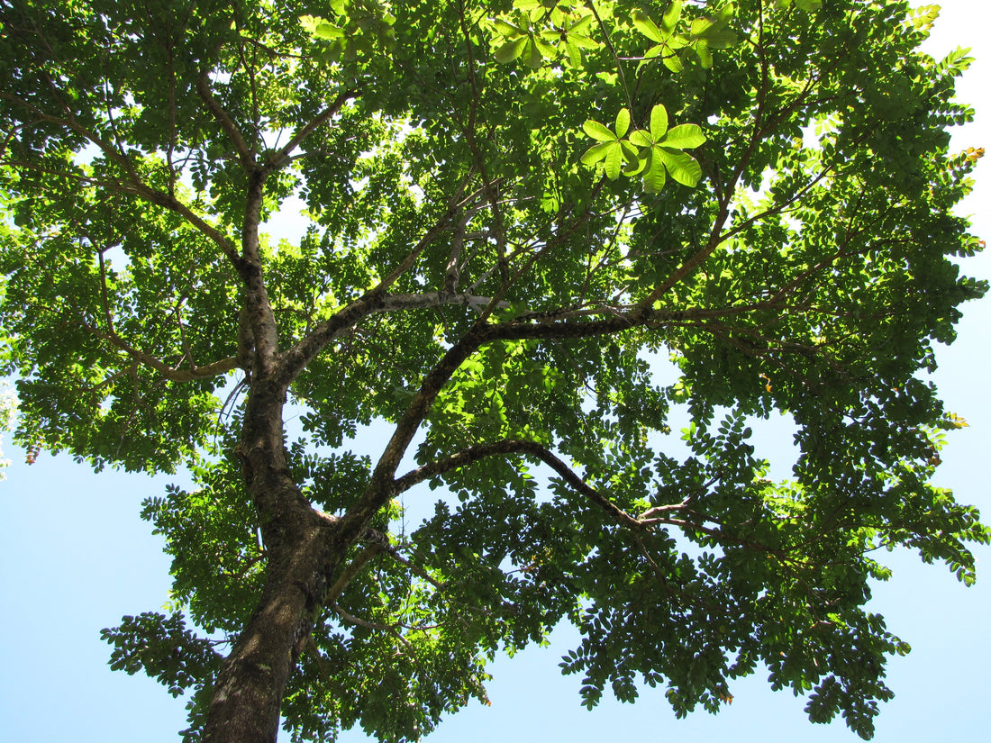 Snakewood Tree: The Enigmatic Wonder of Nature That Will Leave You Spellbound