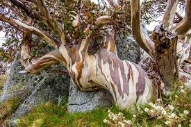 Snow Gum Tree: The Majestic Marvel of Australia's Alpine Landscape
