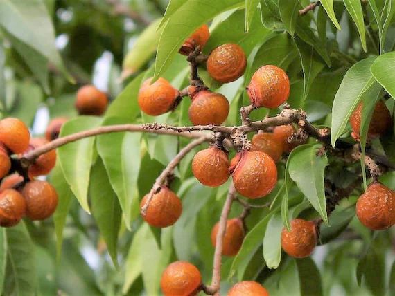 Soap Nut Tree: Unlocking Nature's Eco-Friendly Secrets for Sustainable Living