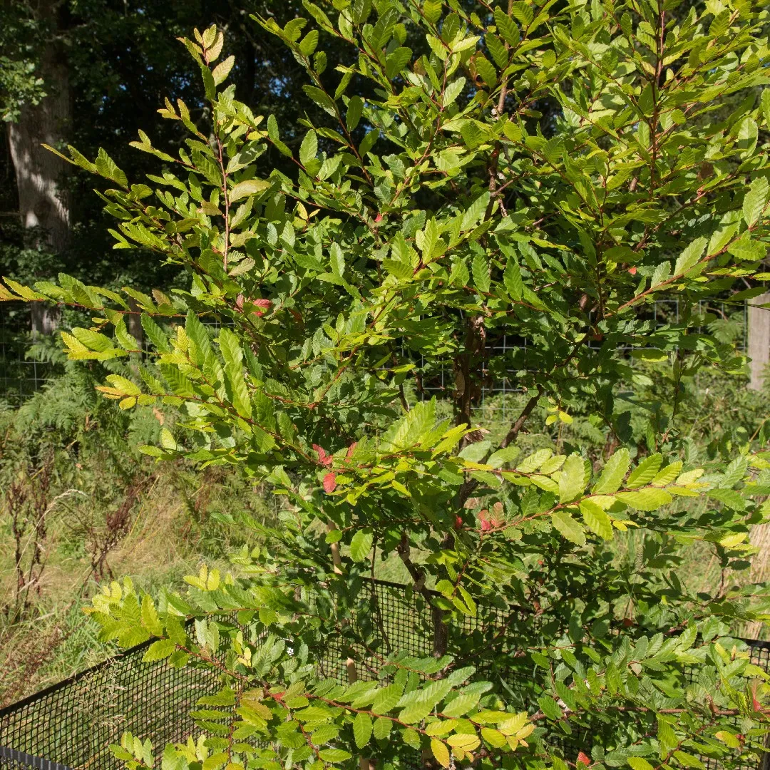 Southern Beech Tree: The Ultimate Guide to Its Beauty, Benefits, and Care Tips!