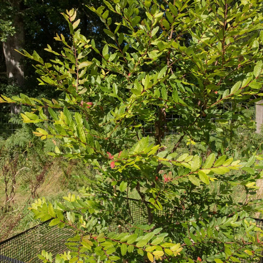 Southern Beech Tree: The Ultimate Guide to Its Beauty, Benefits, and Care Tips!