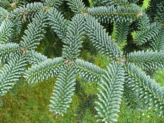Spanish Fir Tree: Discover the Majestic Beauty and Benefits of This Iconic Evergreen!