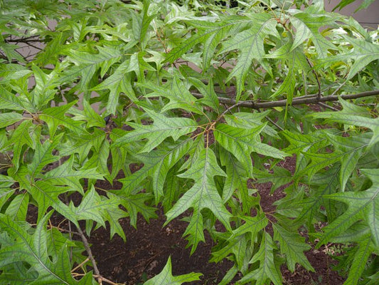 Spanish Oak Tree: The Majestic Marvel of Nature You Must Discover!