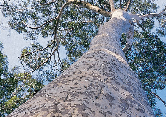 Spotted Gum Tree: The Ultimate Guide to Its Beauty, Benefits, and Care