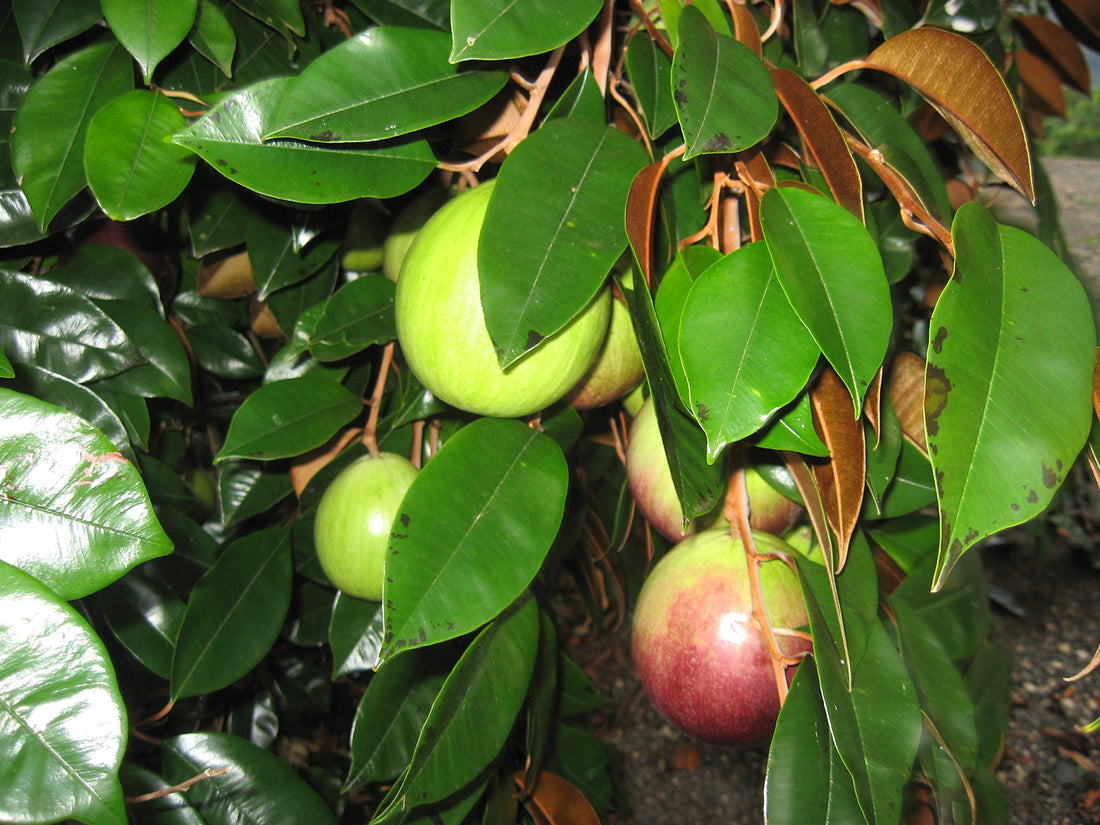 Star Apple Tree: Unlocking the Secrets to Growing and Enjoying This Tropical Treasure