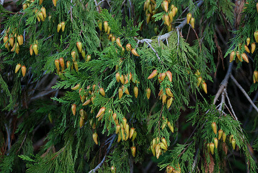 Stinking Cedar Tree: The Surprising Benefits and Unique Traits of This Uncommon Tree
