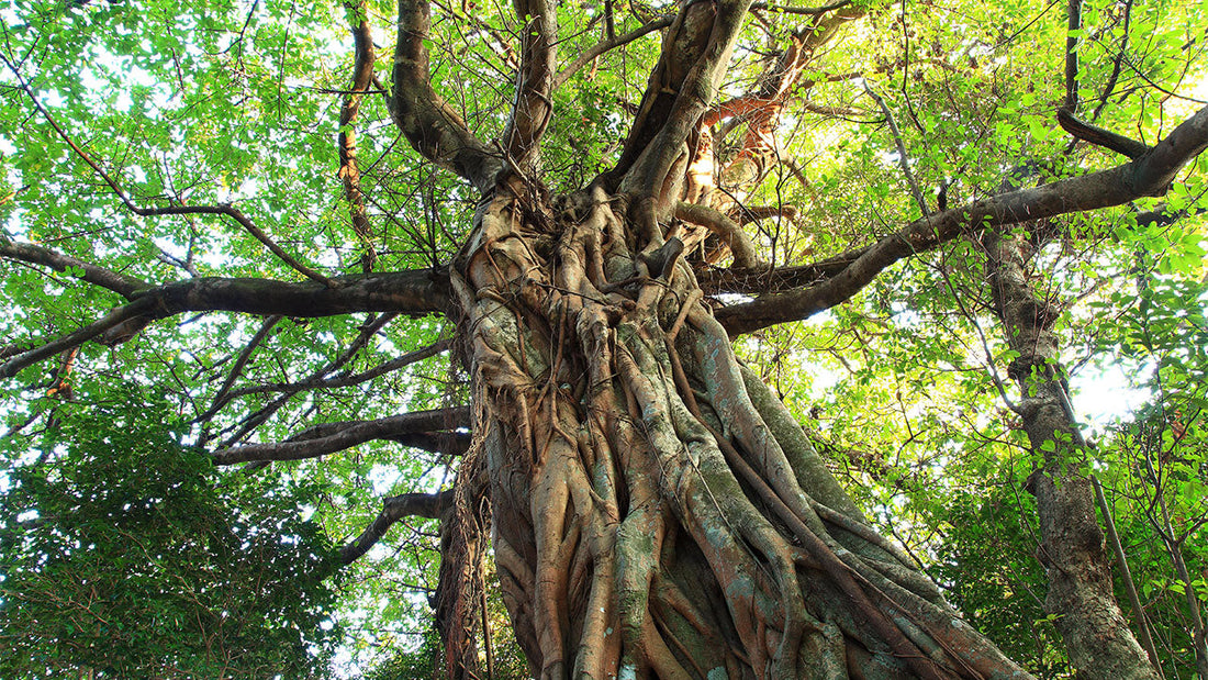 Strangler Fig Tree: The Fascinating Life Cycle and Unique Ecosystem Role of Nature's Botanical Marvel