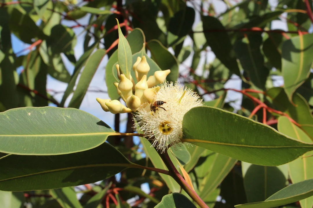 Swamp Mahogany Tree: The Ultimate Guide to Its Beauty, Benefits, and Sustainable Growth