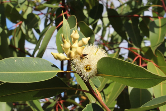Swamp Mahogany Tree: The Ultimate Guide to Its Beauty, Benefits, and Sustainable Growth