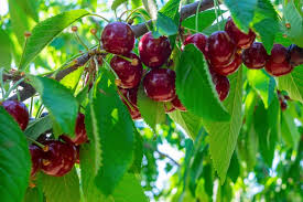 Sweet Cherry Tree: The Ultimate Guide to Growing, Harvesting, and Enjoying Nature's Juiciest Delights!