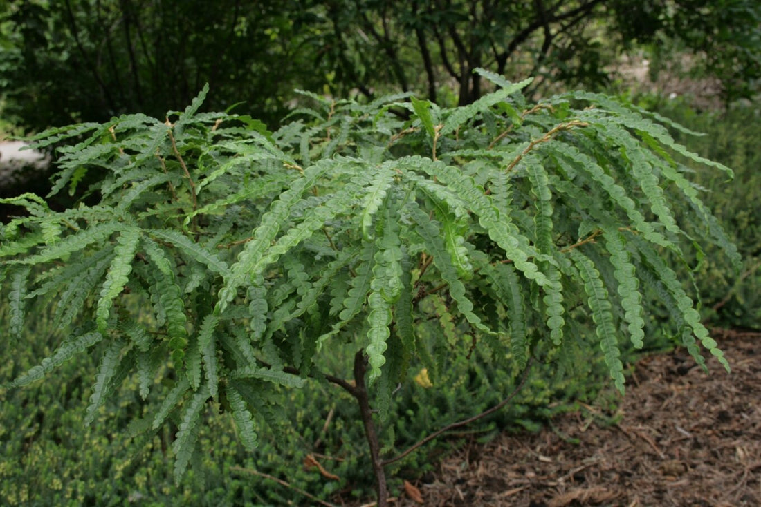 Sweet Fern Tree: Unlocking the Secrets to Its Enchanting Beauty and Benefits!