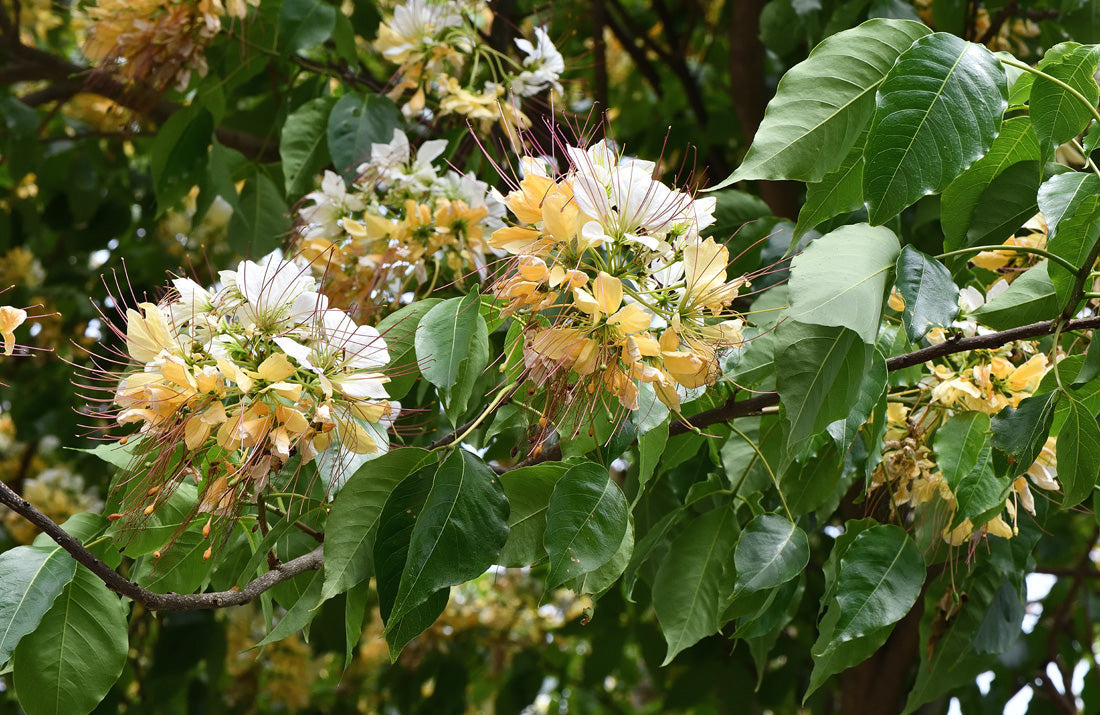 Three-leaved Caper/ Varun Tree: India’s Ancient Kidney Savior 🌿