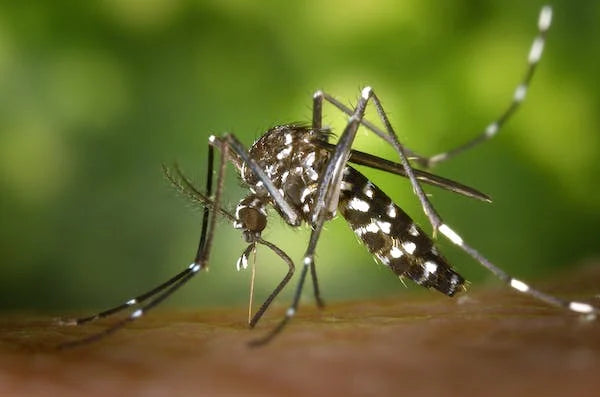 Mosquitoes and Alexander the Great: How a Tiny Insect Changed History