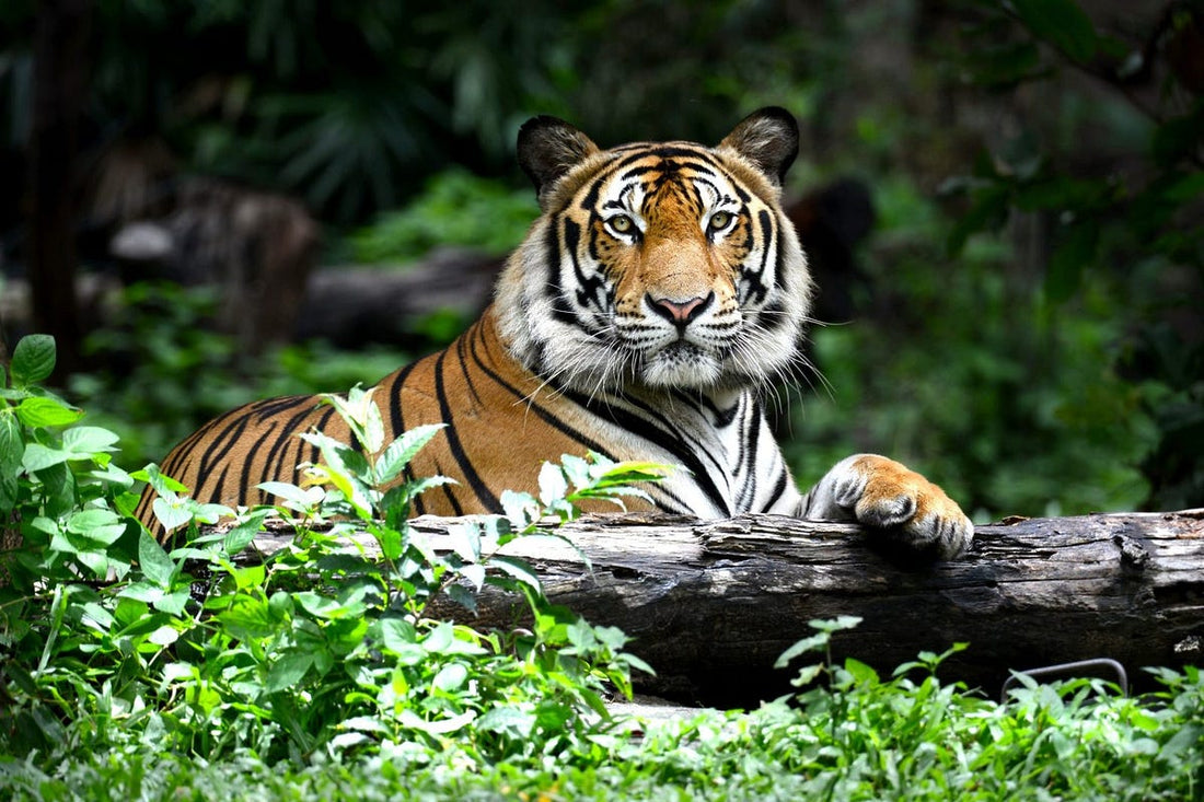 How tree plantation helps tigers ?