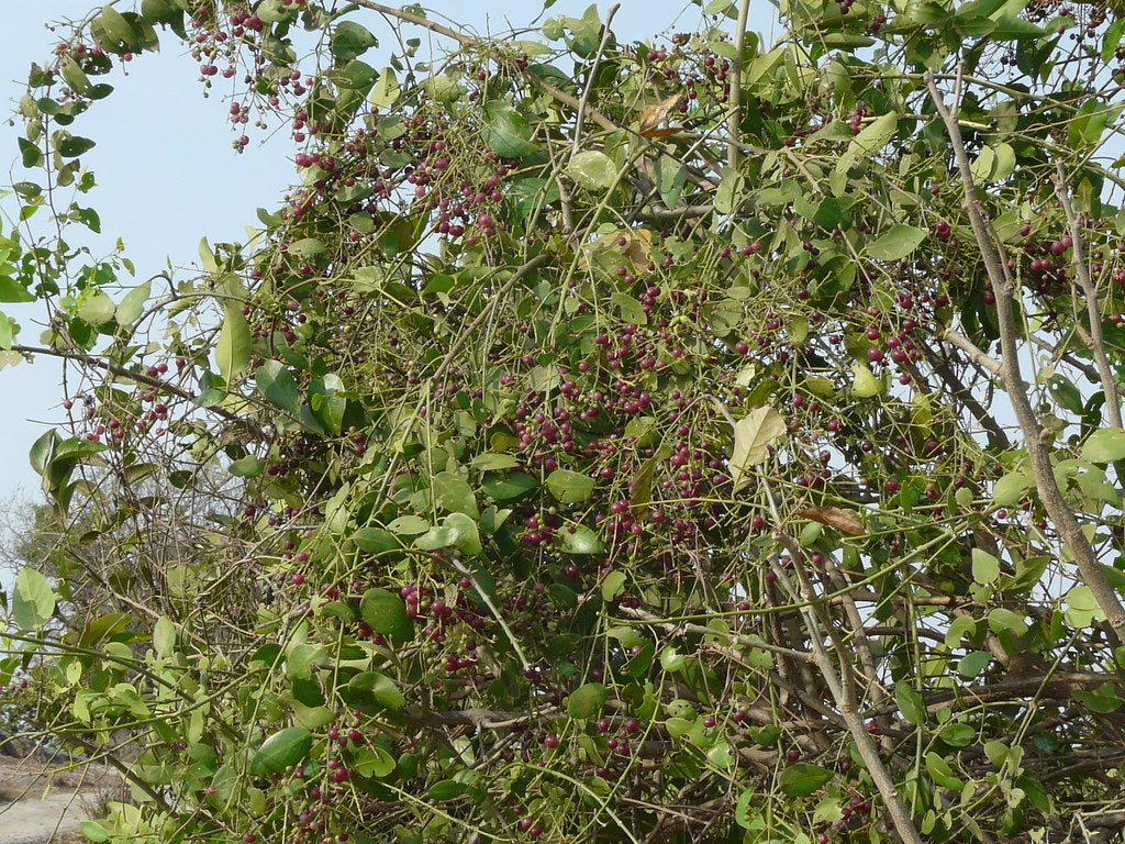 Toothbrush Tree: The Surprising Benefits and Unique Uses of Nature's Eco-Friendly Oral Care Solution