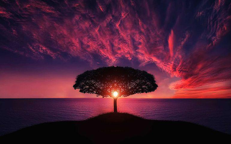 27 Nakshatra Trees and Their Benevolent Benefits: Sacred Wisdom