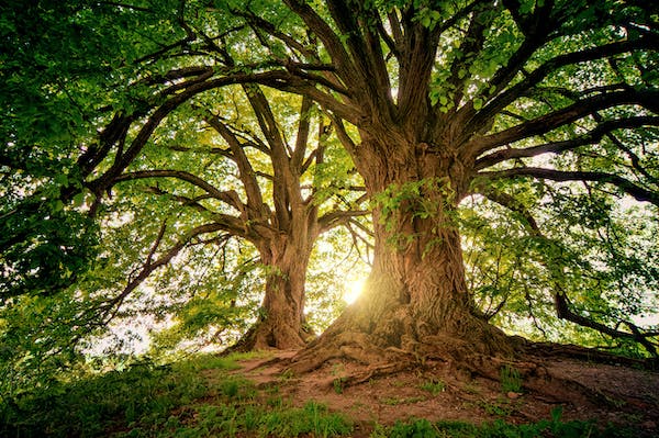 How can tree plantation help in reducing carbon footprints?