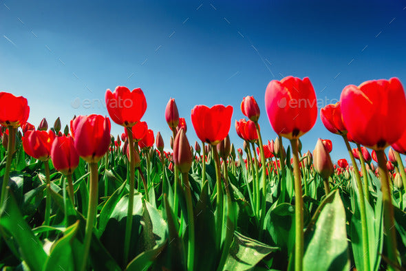 Indian Tulip: Unlocking the Secrets of Nature's Majestic Beauty and Benefits