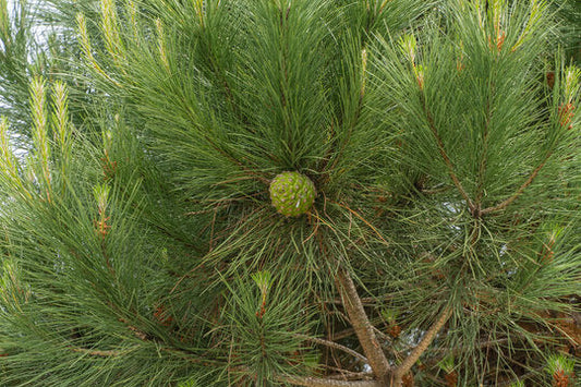 Turkish Pine Tree: Unveiling the Secrets of Nature's Resilient Wonder and Its Ecological Importance