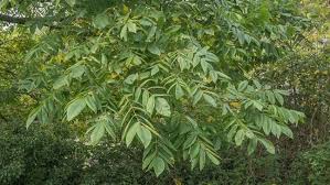 Common Walnut Tree: Growing Nature's Nutritional Powerhouse