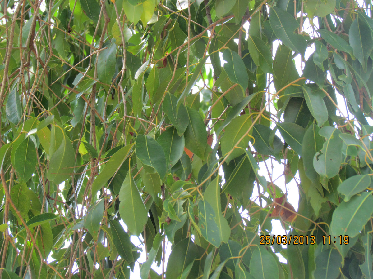 Waval Tree: Discovering Nature’s Silent Powerhouse for Health, Sustainability, and Biodiversity