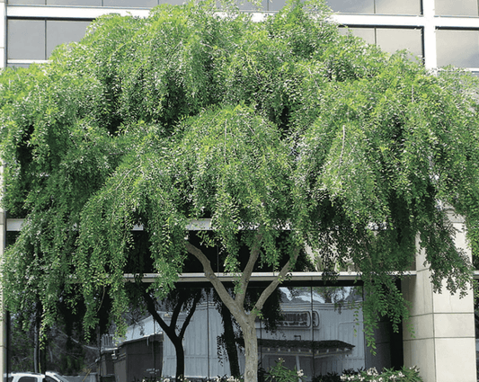 Weeping Elm Tree: The Enchanting Beauty and Care Tips for Your Garden
