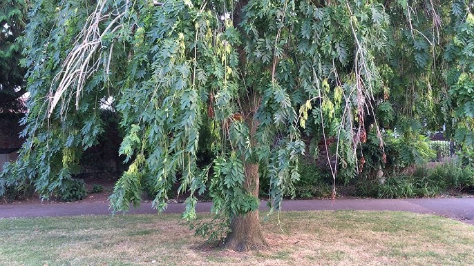 Weeping Ash Tree: The Enigmatic Beauty and Care Tips for Your Garden
