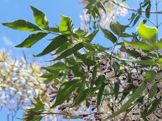 Indian White Cedar Tree: Unveiling the Secrets of Nature's Marvel and Its Incredible Benefits