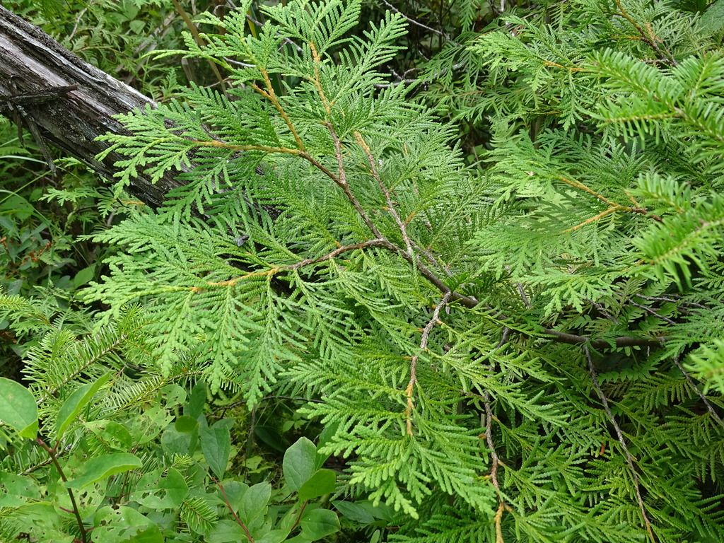 White Cedar Tree: Unlocking the Secrets of Nature's Timeless Treasure
