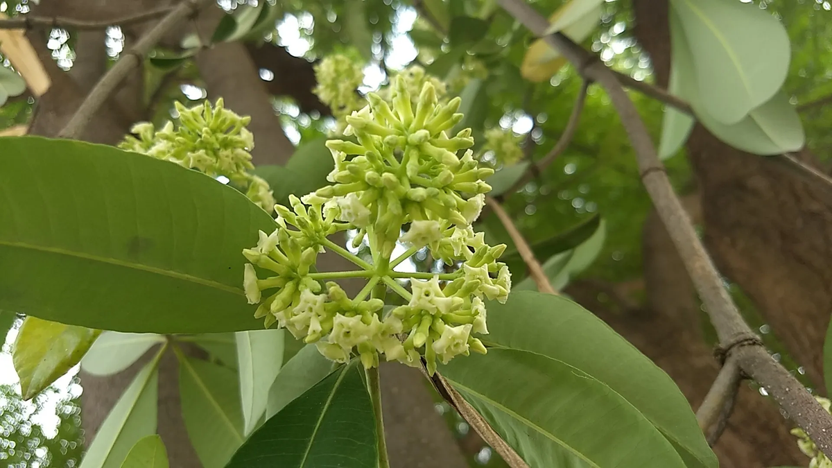 White Cheesewood Tree: Discover the Hidden Benefits and Unique Features of This Remarkable Plant