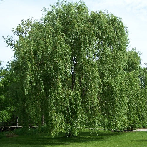 Willow Tree: Unveiling the Secrets of Nature's Graceful Guardian