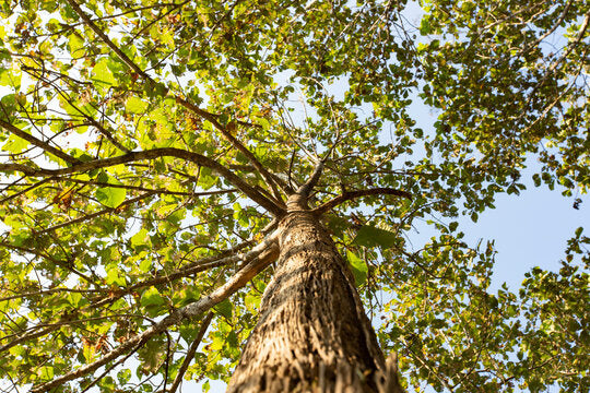 Yellow Teak Tree: Ultimate Guide to Benefits, Care & Sustainable Use
