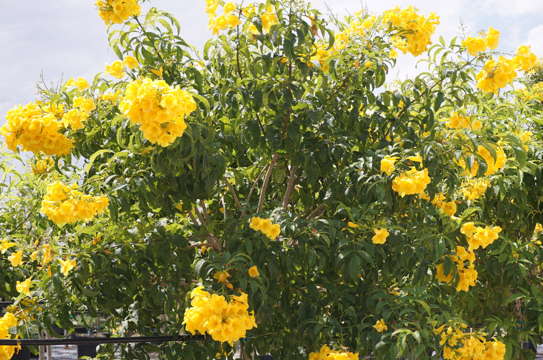 Yellow Elder Tree: The Vibrant Wonder of Nature That Boosts Your Garden's Appeal!