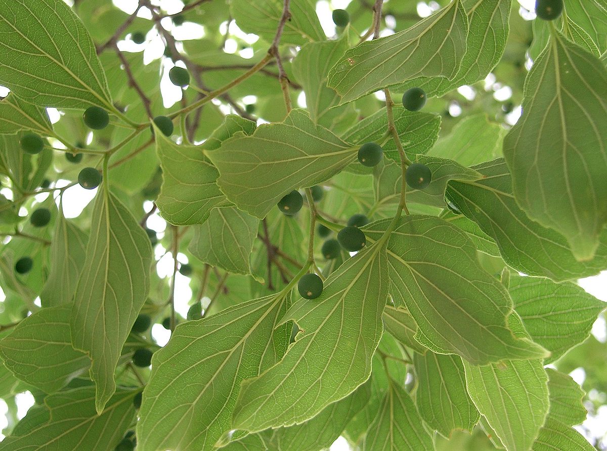 Yunnan Hackberry Tree: Resilient Wonder for Ecological Benefits