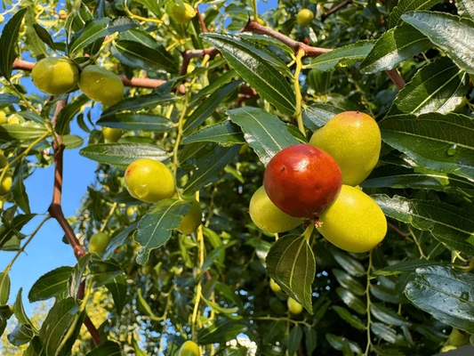 Ziziphus Tree: Unlocking the Hidden Benefits and Mysteries of Nature's Superfood