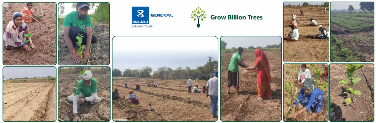 BAGIC’s ESG Initiative: Tree Plantation through Agroforestry