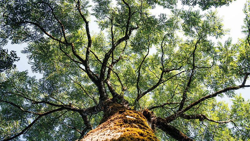Forest by Control Risks