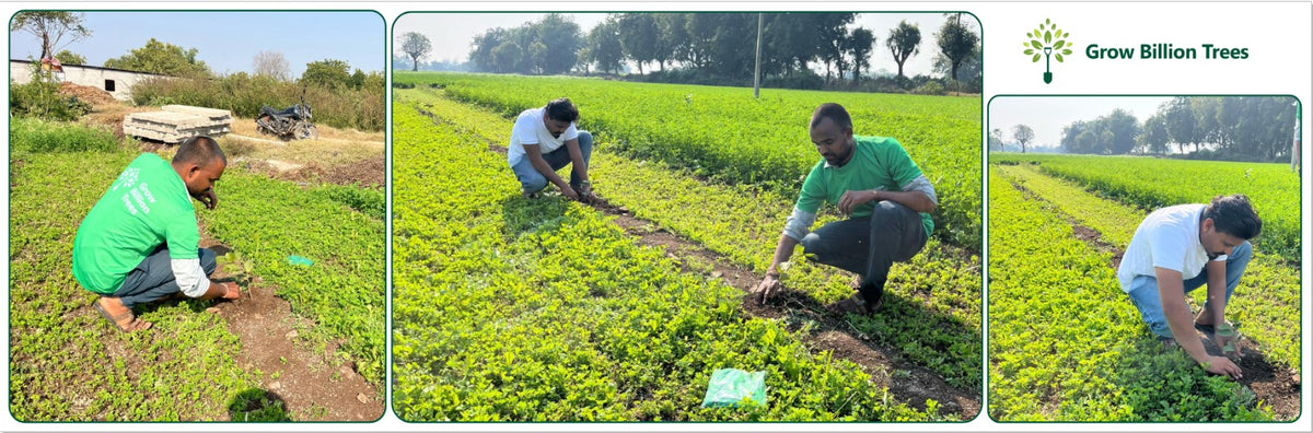 A Green Birthday: Agroforestry by Gokul and Aradhana for Abhishek