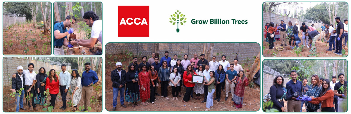 "ACCA Digital Forest"