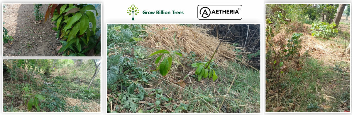 Every Product, A New Tree: Aetheria’s Commitment to Agroforestry