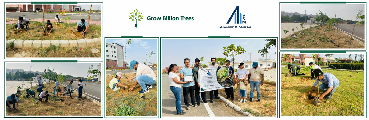 Green Steps Forward: Alvarez & Marsal’s Green Engagement Initiative