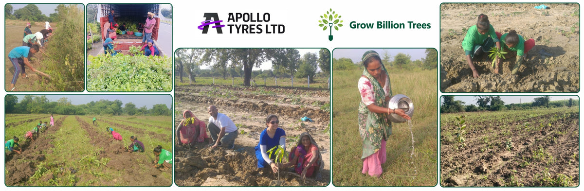 Apollo Tyres: Growing Livelihoods and Green Cover in Gujarat