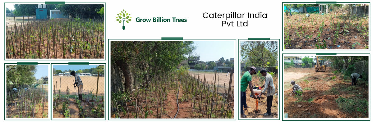 Caterpillar’s Learning Forest: Shaping Green Futures in Vandalur